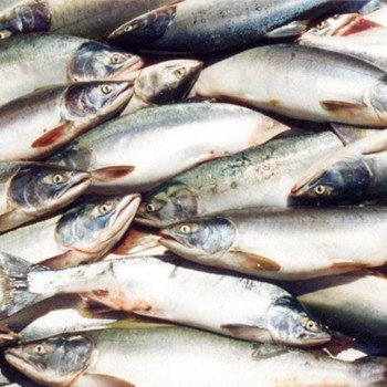 Рыбные цены Самары