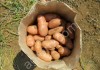 Картофель от производителя урожай