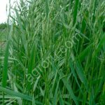 Семена костра, Житняк