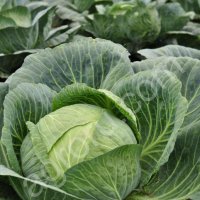 Белокочанная капуста