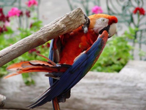 Срочная помощь нарколога потребовалась сотням попугаев в Австралии