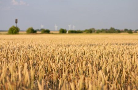 Украина с начала 2014/15 МГ экспортировала более 21,8 млн. тонн зерновых