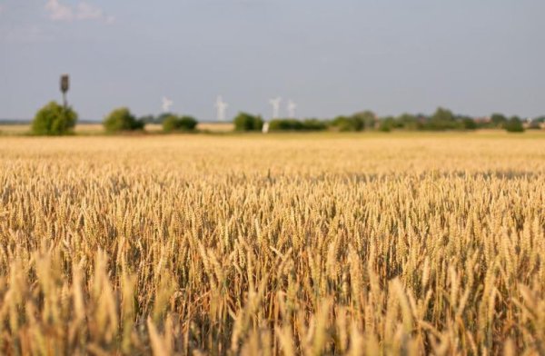 Украина с начала 2014/15 МГ экспортировала более 21,8 млн. тонн зерновых