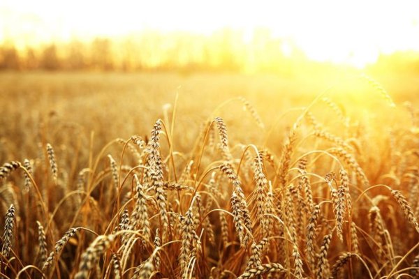 Китай: Закупочная цена кукурузы будет снижена еще на 10%