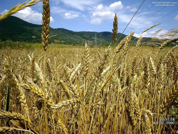 Украина: в Тернопольской области реализация зерновых за 11 месяцев увеличилась в 1,8 раза – до 941,86 тыс. тонн