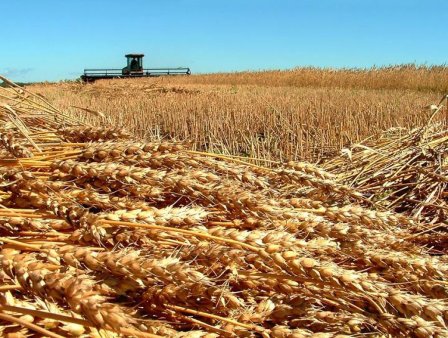 Нигерия вынуждена задействовать стратегические запасы зерна