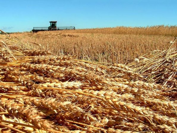 Нигерия вынуждена задействовать стратегические запасы зерна