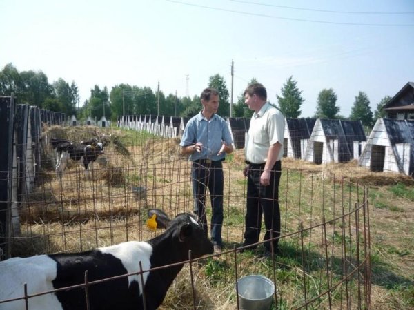 Северная Осетия: Т.Д.Мамсуров о развитии молочной области