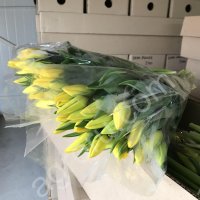 Тюльпаны оптом (45-70 см) и мимоза