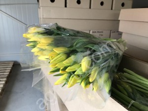 Тюльпаны оптом 70 см и мимоза