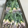 Тюльпаны оптом (45-70 см) и мимоза!