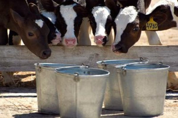 В Татарстане валовое производство молока за минувшие сутки составило 3239,4 тонны