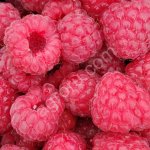 Малина под переработку