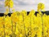 Болгария собрала уже 510 тыс.тонн рапса