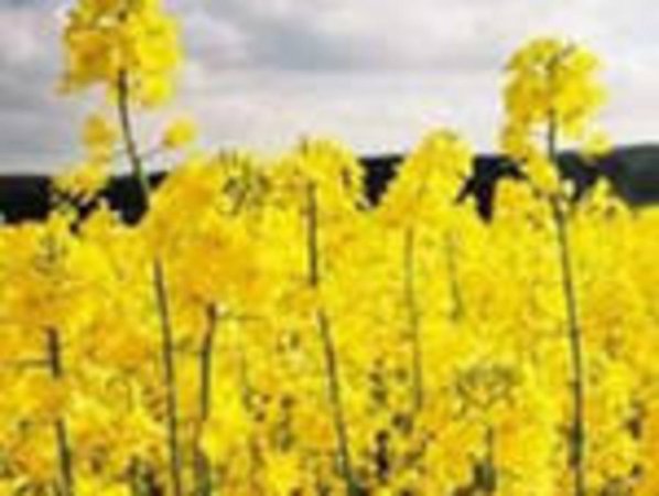 Болгария собрала уже 510 тыс.тонн рапса