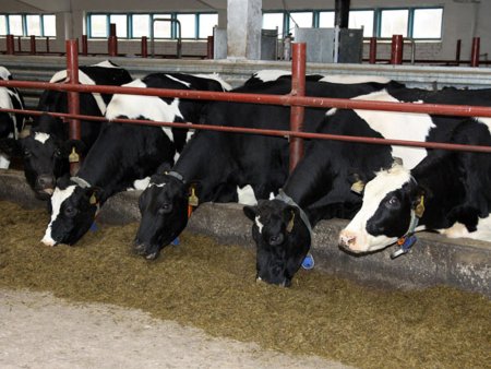 Пермский минсельхоз намерен поддержать фермеров, выращивающих индейку.