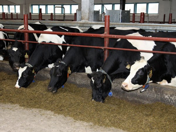 Пермский минсельхоз намерен поддержать фермеров, выращивающих индейку.