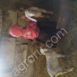 Нубийская дойная коза, козлята, козел