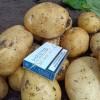 Картофель Ривьера