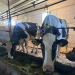 Нетели Голштинской породы