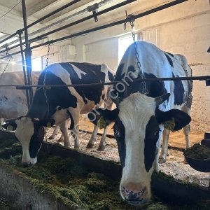 Нетели Голштинской породы