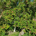 Домашние яблоки