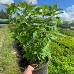 Гортензия метельчатая 40-60см ЗКС (горшок 2 литра)