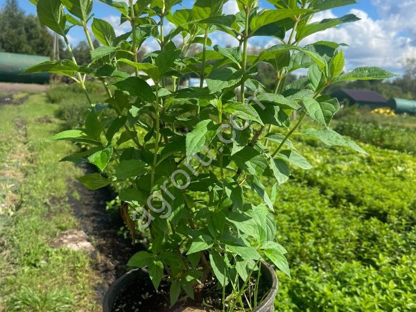 Гортензия метельчатая 40-60см ЗКС (горшок 2 литра)