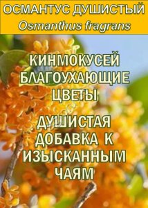 Функциональные купажи Зеленый чай с Османтусом и Саган-дайля
