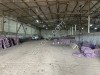 Картофель - АРИЗОНА КОЛОМБО МАНИФЕСТ