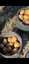 Картофель сорт Ривьера от фермера