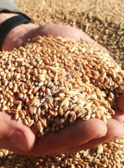 Пшеница 3 клас, 2025 год