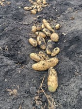 картофель