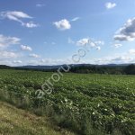 Фермерское хозяйство 708 гектар.