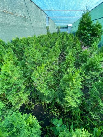 Туя западная колоновидная колумна