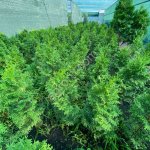 Туя западная колоновидная колумна