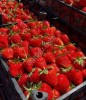 Свежая клубника оптом