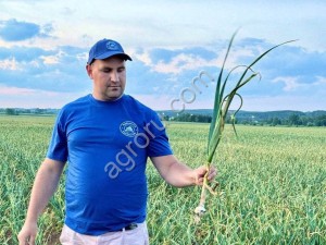 молодой российский чеснок от производителя.