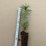 Сеянцы сосны обыкновенной с закрытой корневой системой