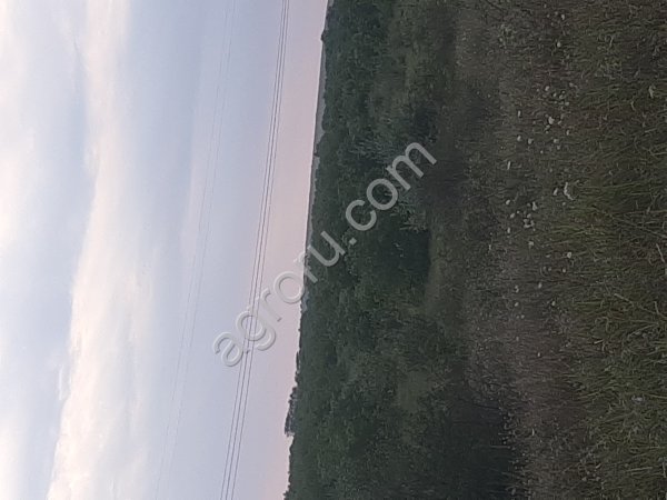 земля сельхоз назначения