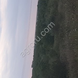 земля сельхоз назначения