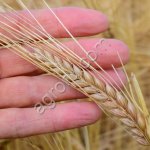 Семена ярового ячменя Богатырь