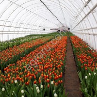 Тюльпаны от производителя