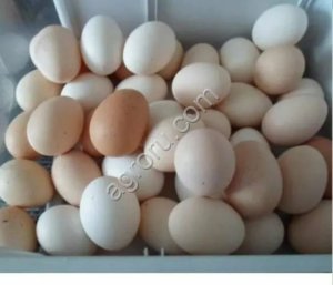 Яйцо куриные фабричное и деревенское ( домашнее)