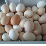 Яйцо куриные фабричное и деревенское ( домашнее)