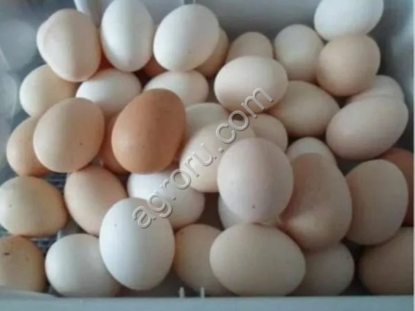 Яйцо куриные фабричное и деревенское ( домашнее)