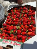 Свежая клубника оптом. Под ключ.