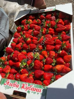 Свежая клубника оптом. Под ключ.