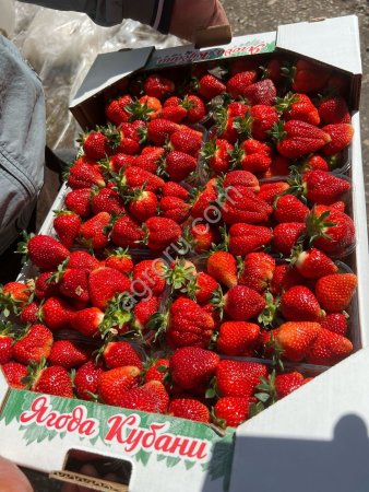Свежая клубника оптом. Под ключ.