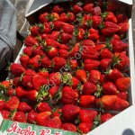 Свежая клубника оптом. Под ключ.